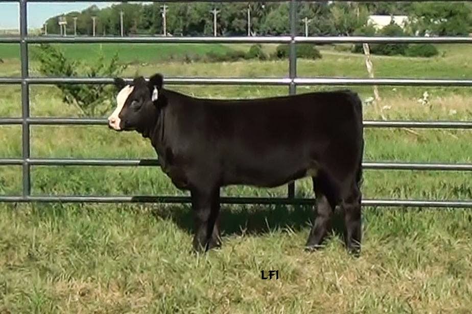 Lay Farms Show Calves